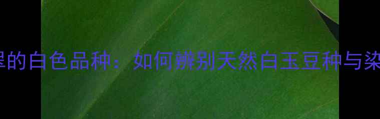 豆种翡翠的白色品种如何辨别天然白玉豆种与染色仿品